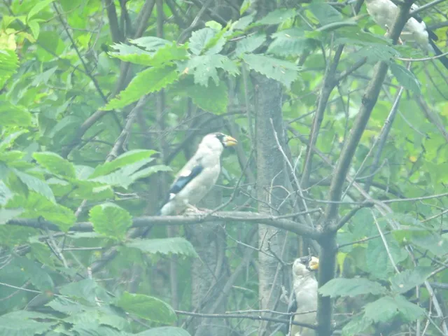 野鳥の写真