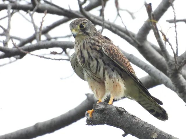 野鳥の写真