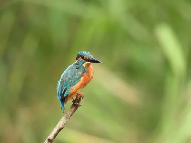 野鳥の写真