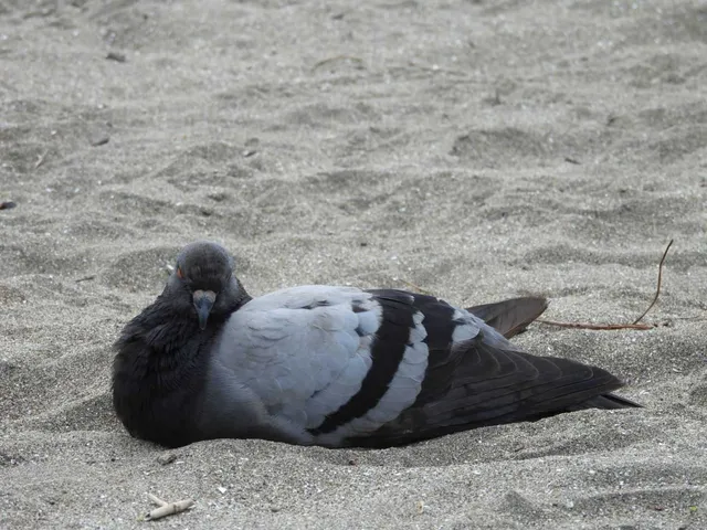 野鳥の写真