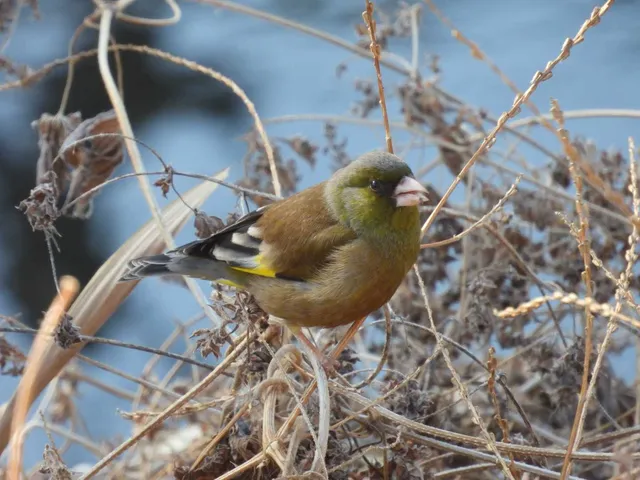 野鳥の写真
