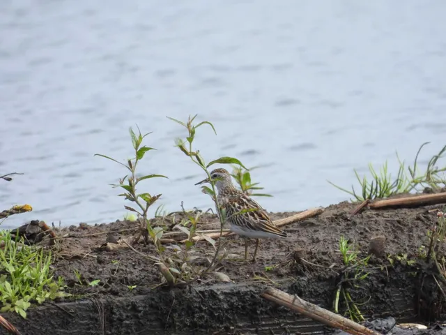 野鳥の写真