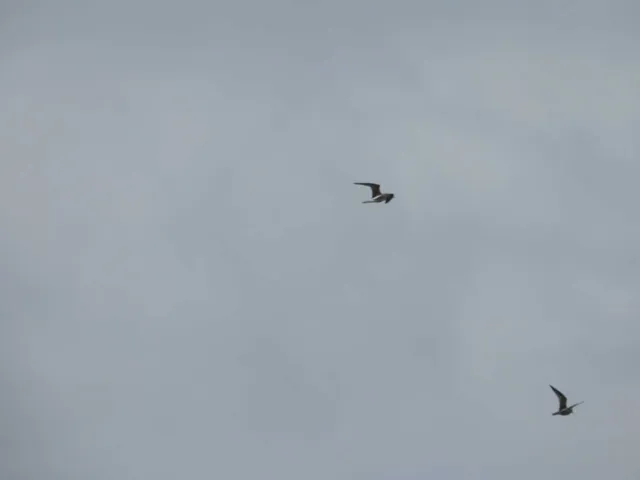 Species Image