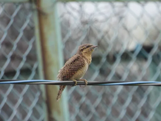 野鳥の写真