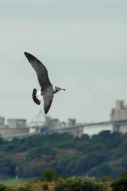 野鳥の写真
