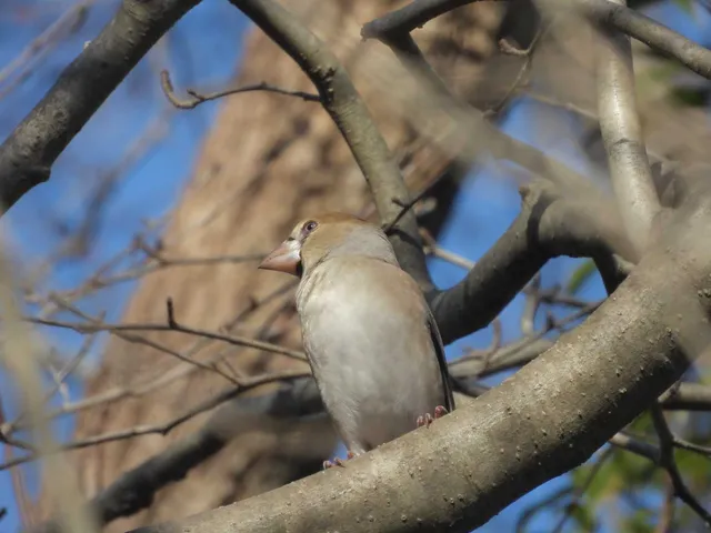 野鳥の写真