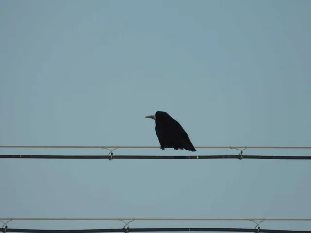 野鳥の写真