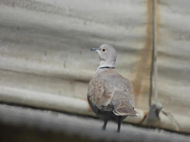 野鳥の写真