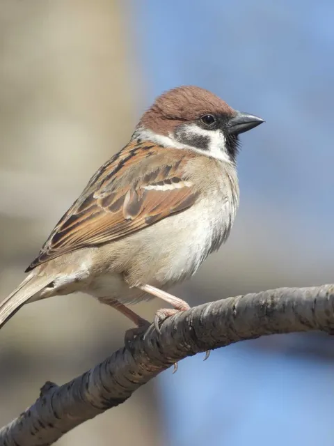 野鳥の写真