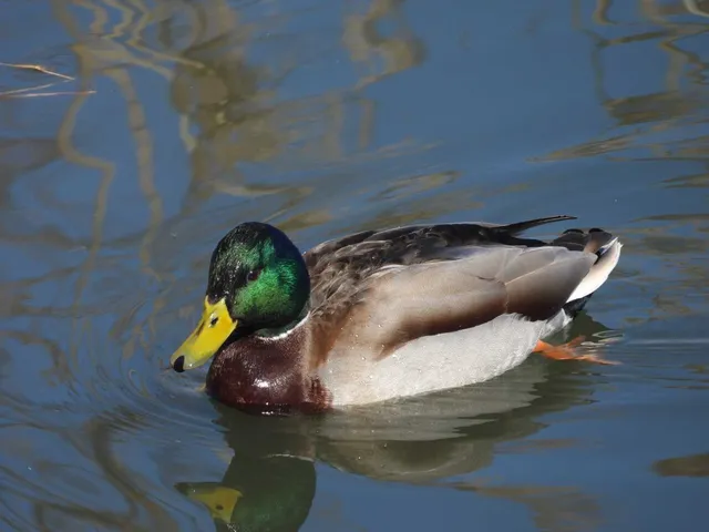 野鳥の写真