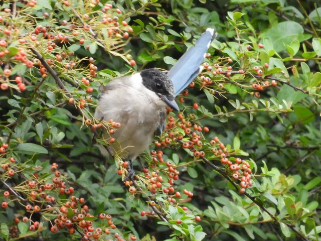 野鳥の写真
