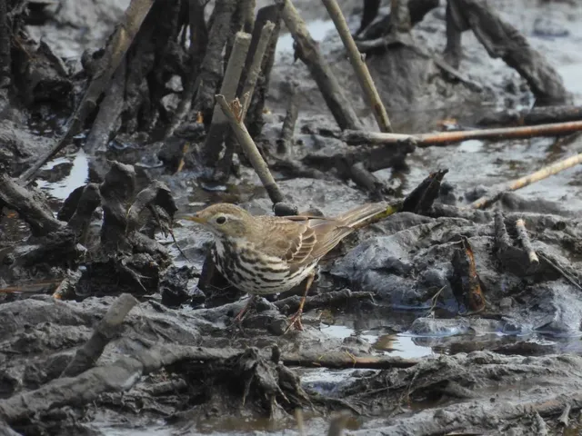 Species Image
