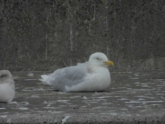 野鳥の写真