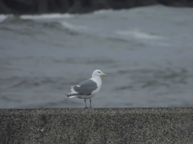 野鳥の写真