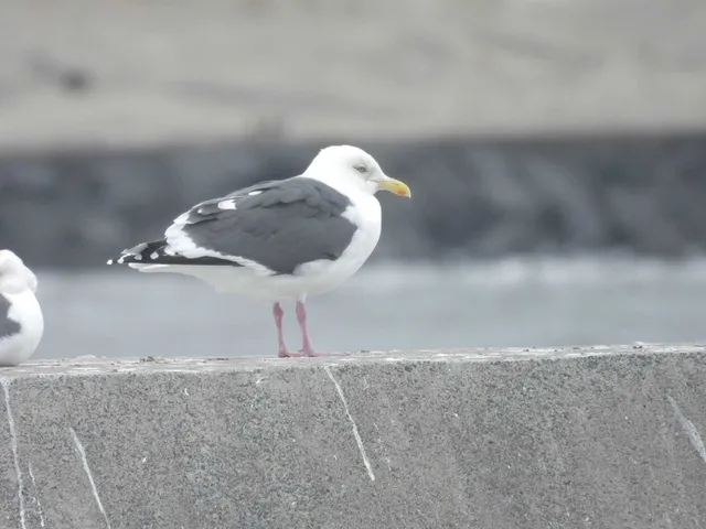 野鳥の写真
