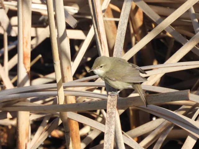 野鳥の写真