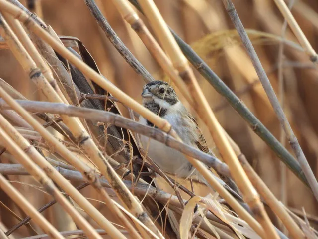 野鳥の写真