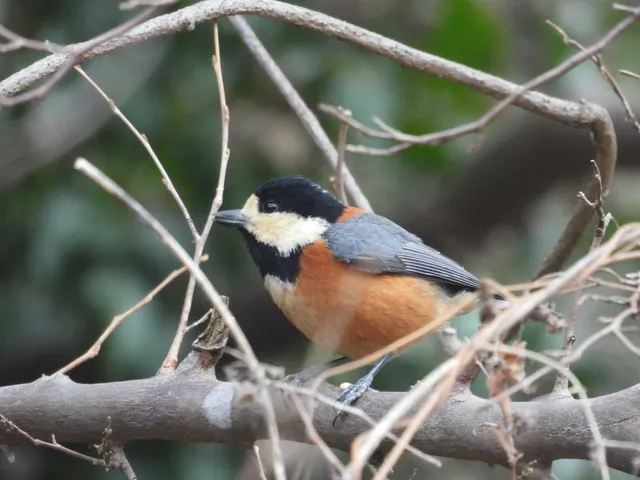 野鳥の写真