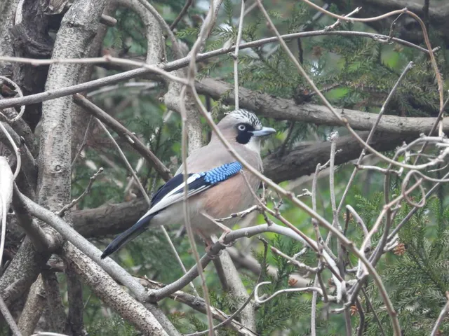 野鳥の写真