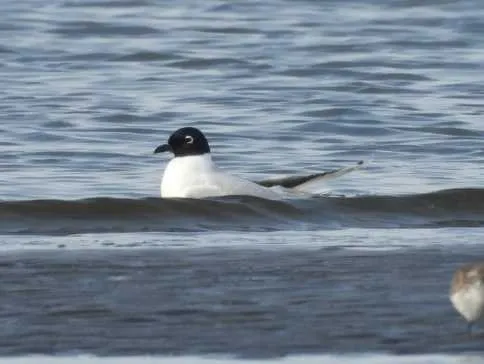野鳥の写真