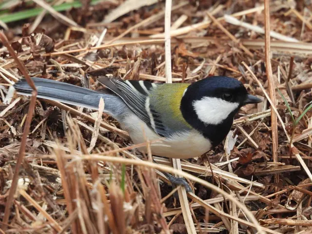 野鳥の写真