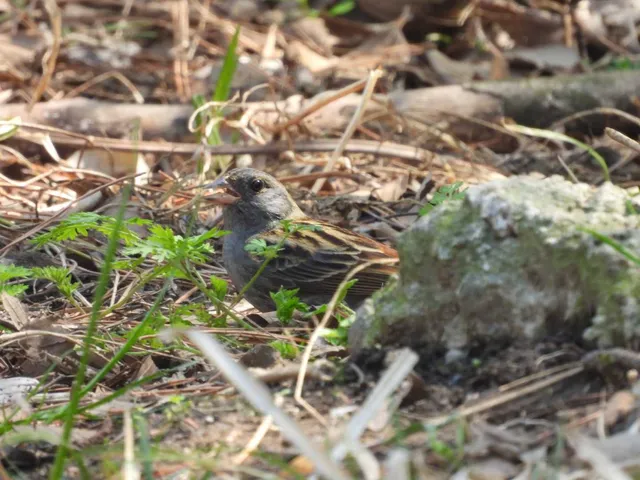 野鳥の写真