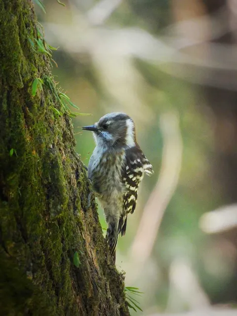 野鳥の写真