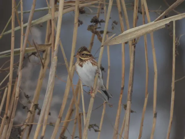 野鳥の写真
