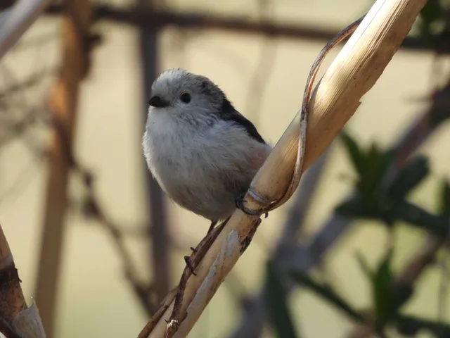 野鳥の写真