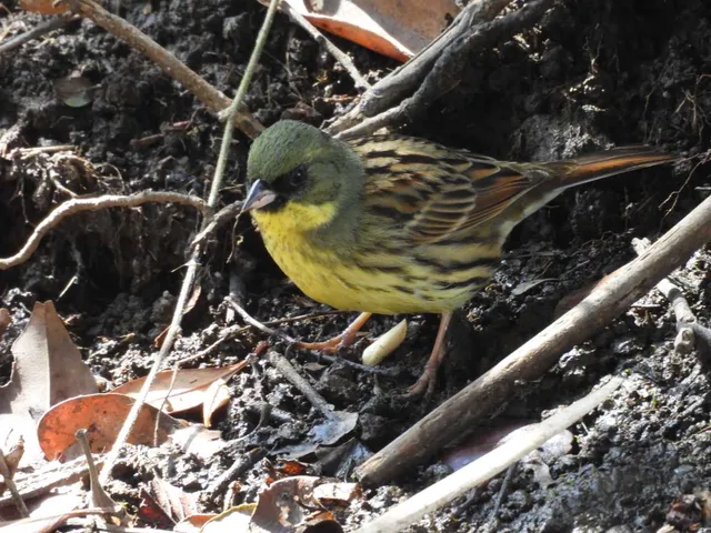 野鳥の写真