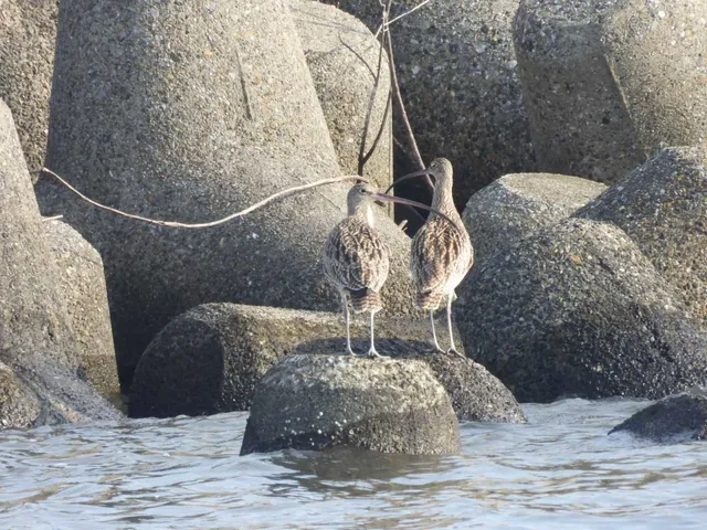 野鳥の写真