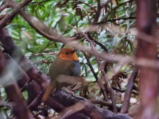野鳥の写真