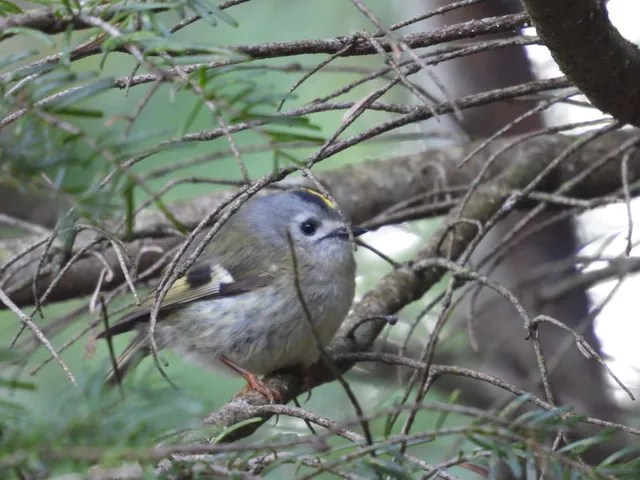 野鳥の写真