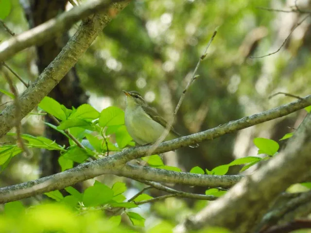 野鳥の写真