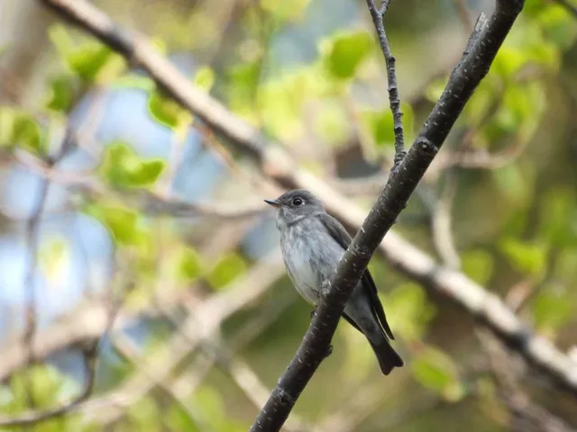 野鳥の写真