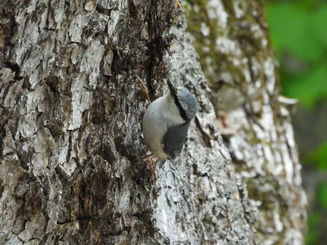 野鳥の写真