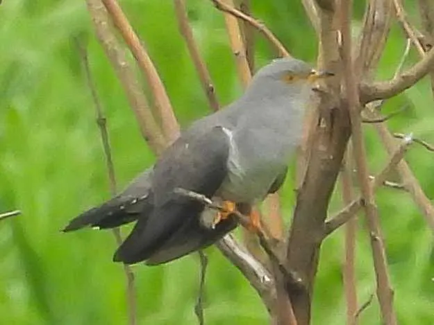 野鳥の写真