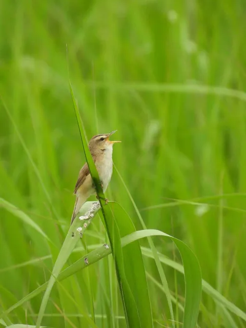 野鳥の写真