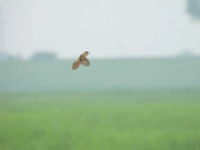 野鳥の写真