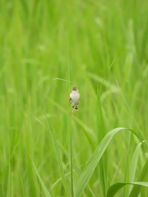 野鳥の写真