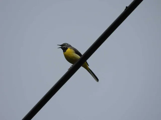 野鳥の写真