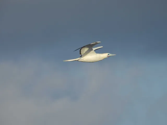野鳥の写真