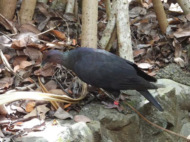 野鳥の写真