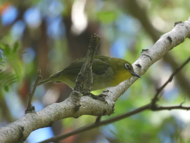 野鳥の写真