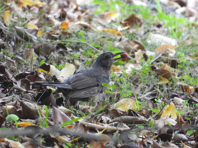 野鳥の写真