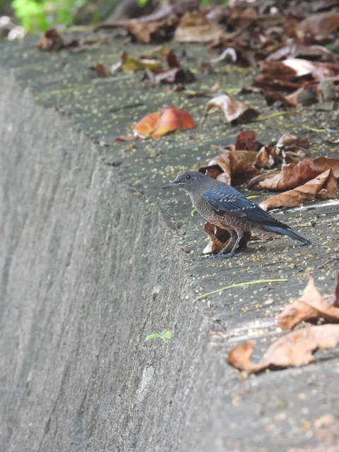 野鳥の写真