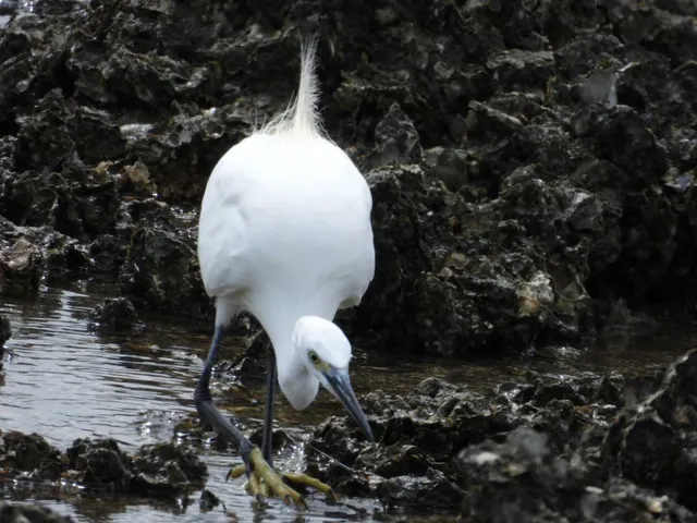 野鳥の写真