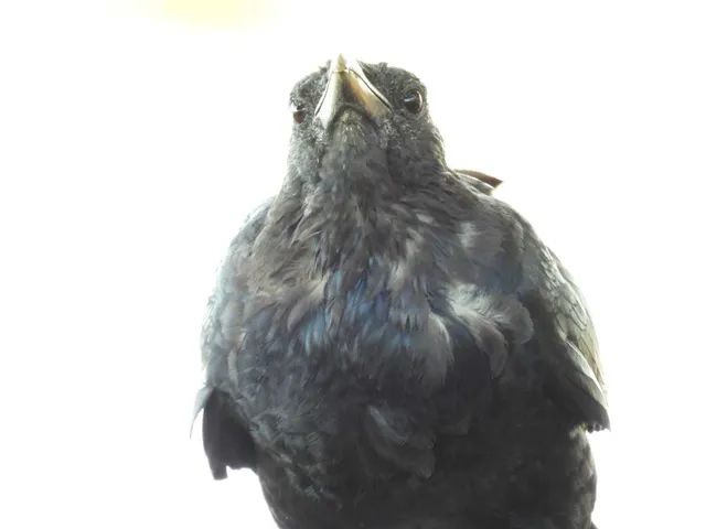 野鳥の写真