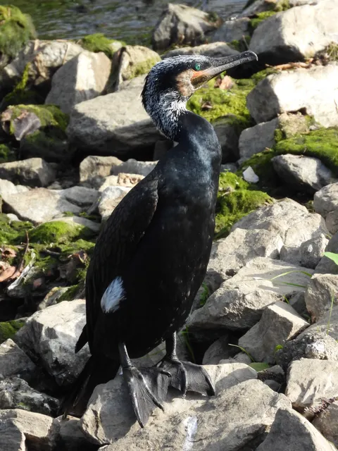 野鳥の写真
