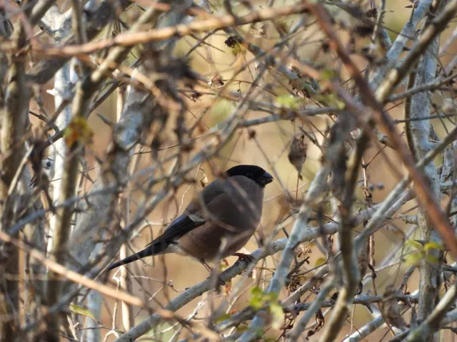 野鳥の写真